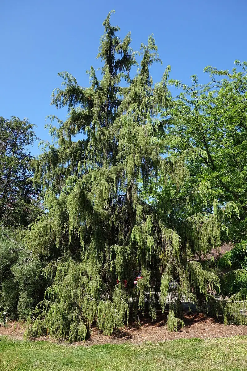 Juniperus rigida - Common Bonsai,Shrub - Needle Juniper, Temple Juniper