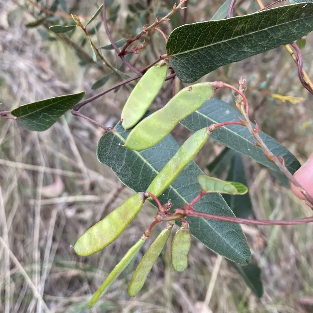 Hardenbergia violacea - Vine,Web page Navigation - Coral-pea, False ...