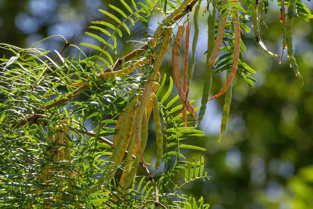 Prosopis glandulosa - Flowering Tree,Hardwood,Tree,Web page Navigation ...