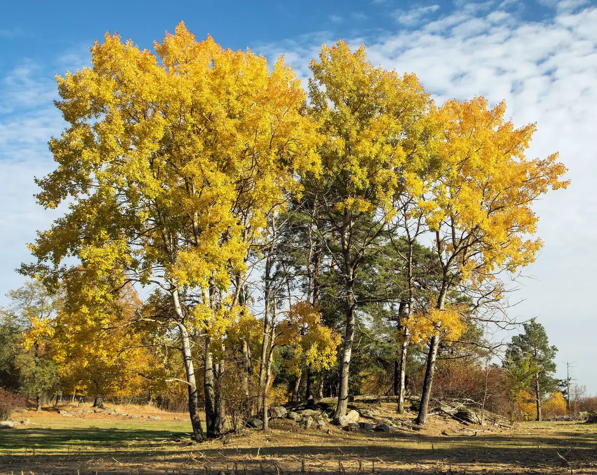 Populus tremula - Deciduous,Medicinal Herbs,Tree,Web page Navigation ...