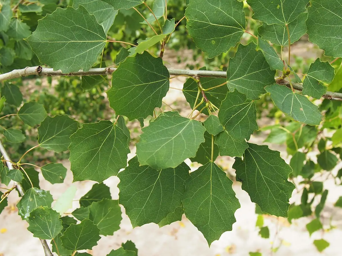 Populus tremula - Deciduous,Medicinal Herbs,Tree,Web page Navigation ...