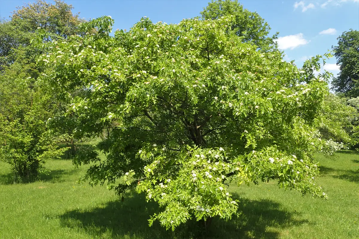 Crataegus pinnatifida - Flowering Tree,Medicinal Herbs,Tree,Web page ...