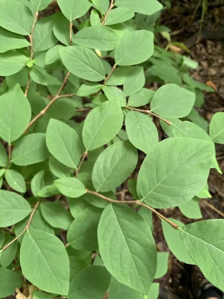 Dirca Dirca palustris - Medicinal Herbs,Shrub - Eastern Leatherwood, Leatherwood