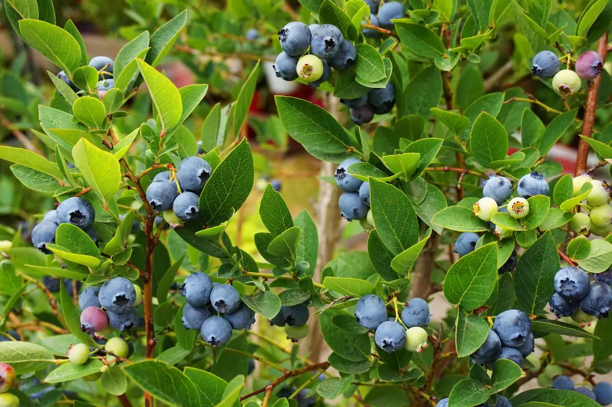 Vaccinium corymbosum - Shrub - Highbush Blueberry