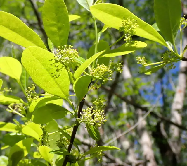 Nyssa ogeche Deciduous Bee Tupelo, Ogeechee Lime, Ogeechee Tupelo