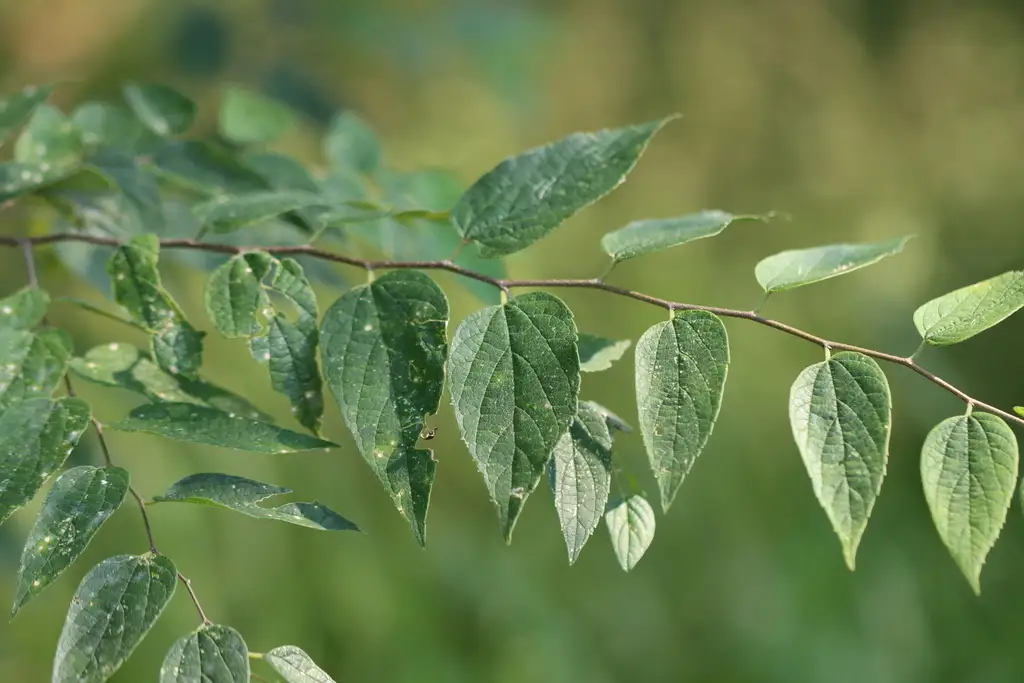 Hackberry Scale Celtis laevigata - Common Bonsai,Medicinal Herbs,Shade Tree - Hackberry ...