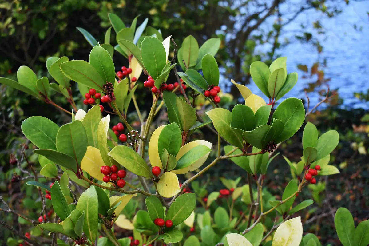Gaultheria procumbens - Herbaceous Plants,Medicinal Herbs,Shrub ...