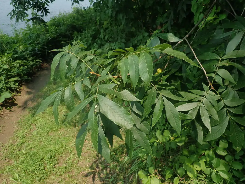 Carya cordiformis - Deciduous,Hardwood,Shade Tree - Bitternut Hickory