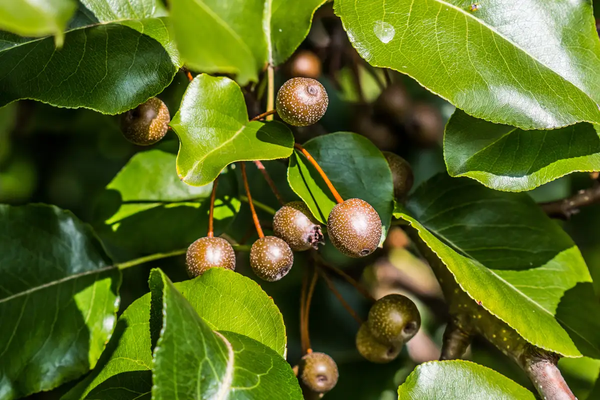 Calary Tree Pyrus calleryana USA - Deciduous,Flowering Tree - Callery Pear