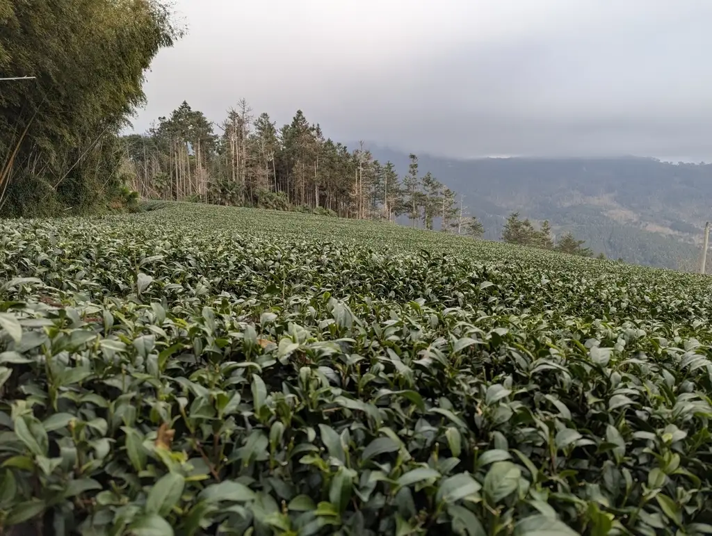 Camellia sinensis - Medicinal Herbs,Shrub - Tea, Tea Plant