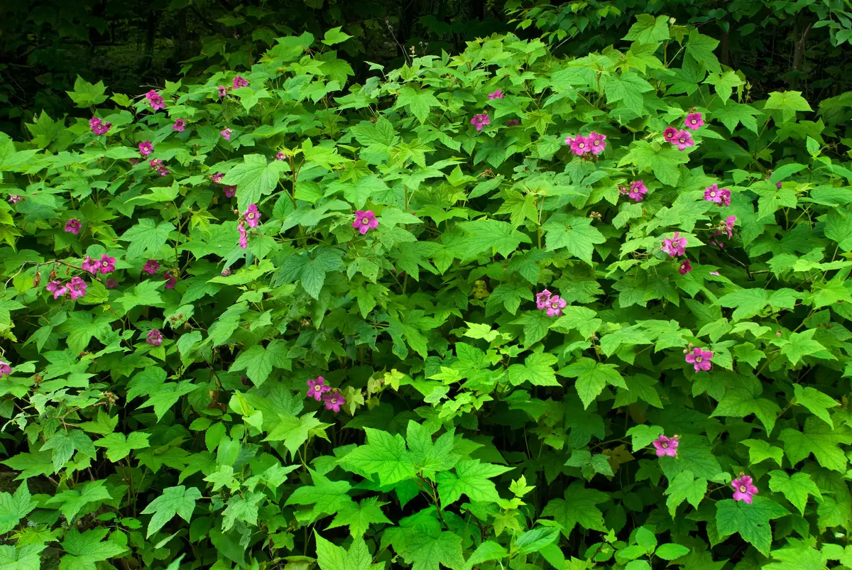 Purple Flowering Raspberry Tree Rubus odoratus - Shrub - Purple-flowering Raspberry, Purpleflowering ...