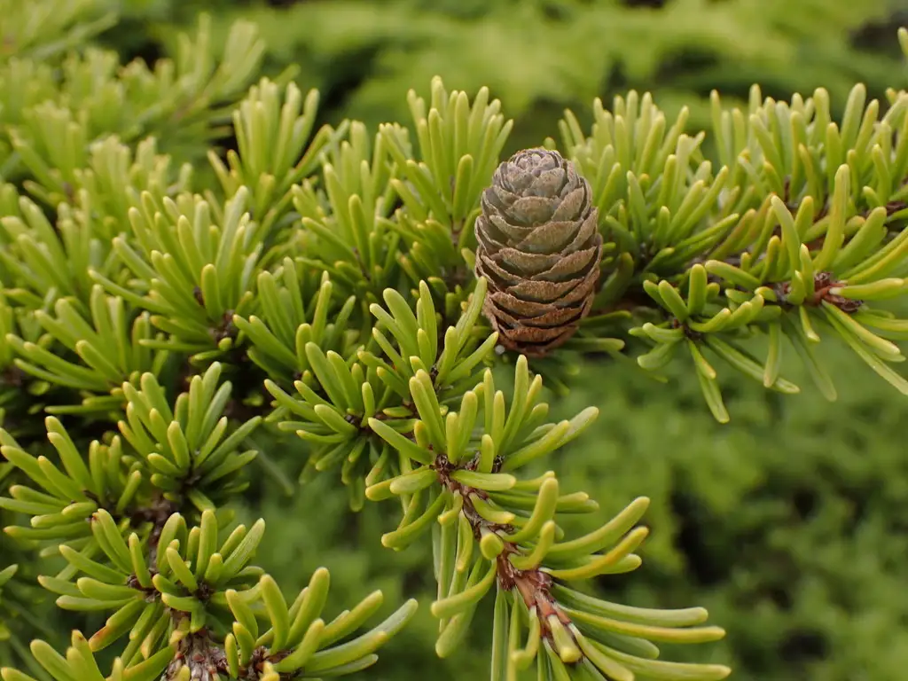 Tsuga mertensiana - Common Bonsai,Conifer - Mountain Hemlock