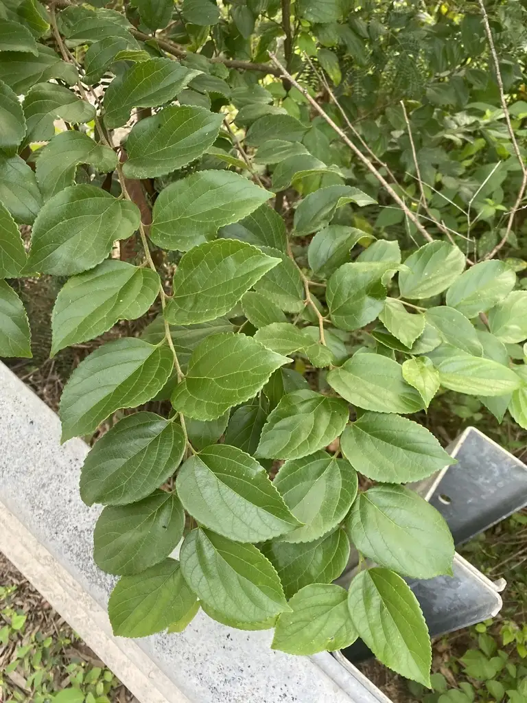Hackberry Scale Celtis sinensis - Common Bonsai,Deciduous - Chinese Hackberry, Japanese ...