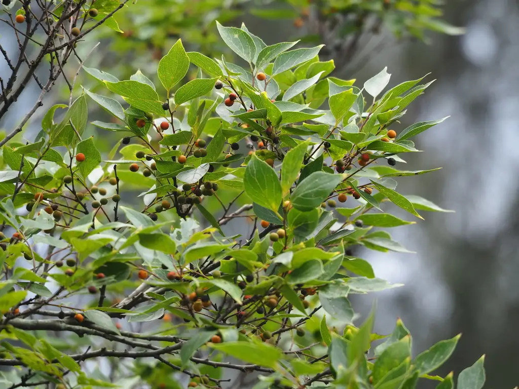 Hackberry Scale Celtis sinensis - Common Bonsai,Deciduous - Chinese Hackberry, Japanese ...