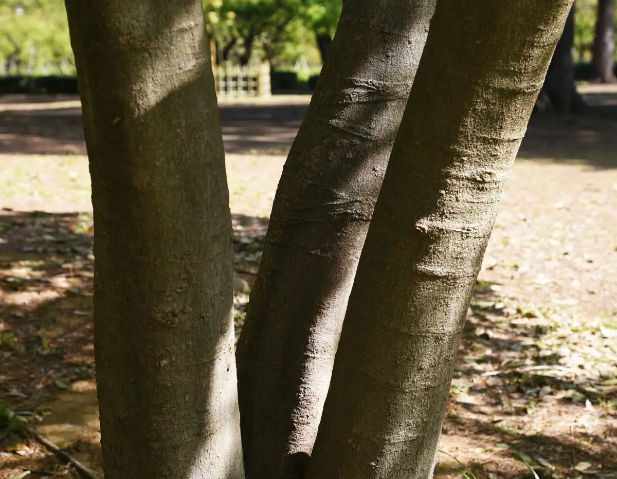Hackberry Scale Celtis sinensis - Common Bonsai,Deciduous - Chinese Hackberry, Japanese ...