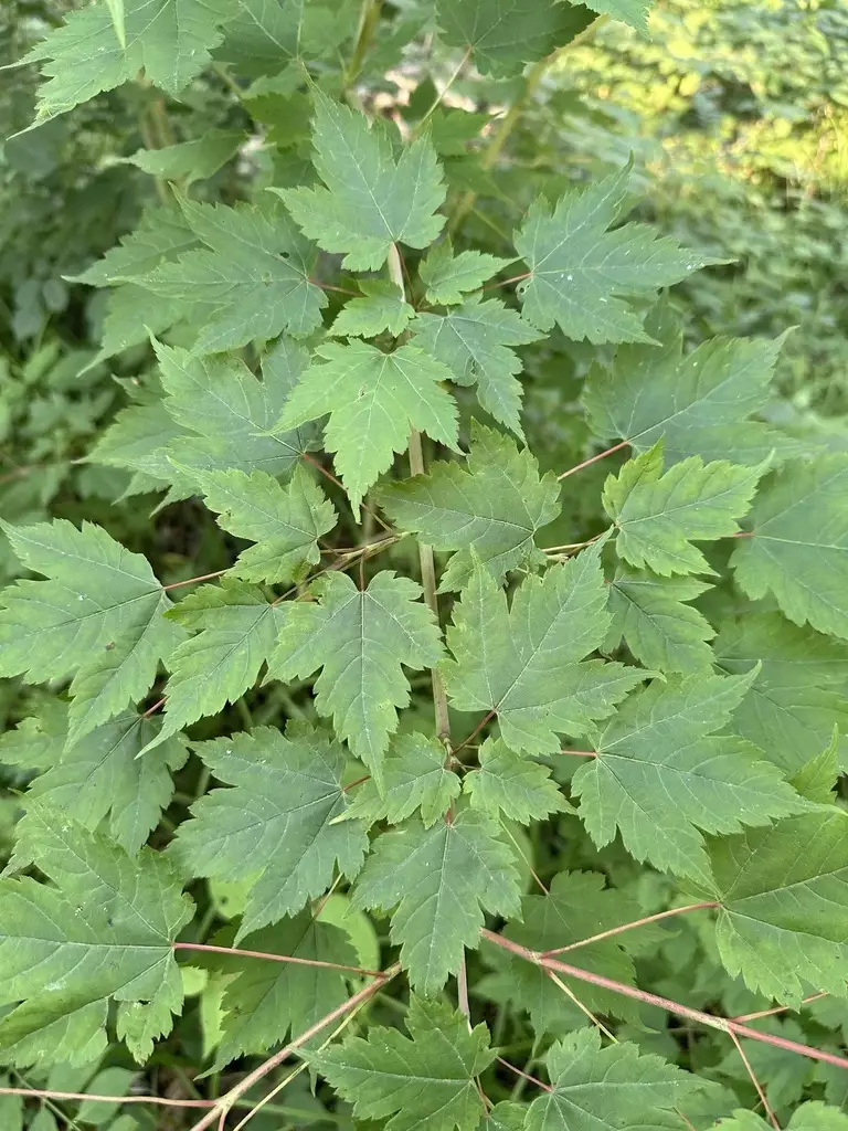 Acer barbinerve - Deciduous,Tree,Web page Navigation - Bearded Maple