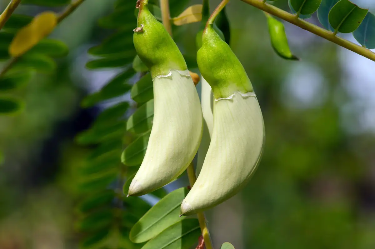 Sesbania grandiflora - Edible Fruit/Nuts,Flowering Tree,Fruits ...