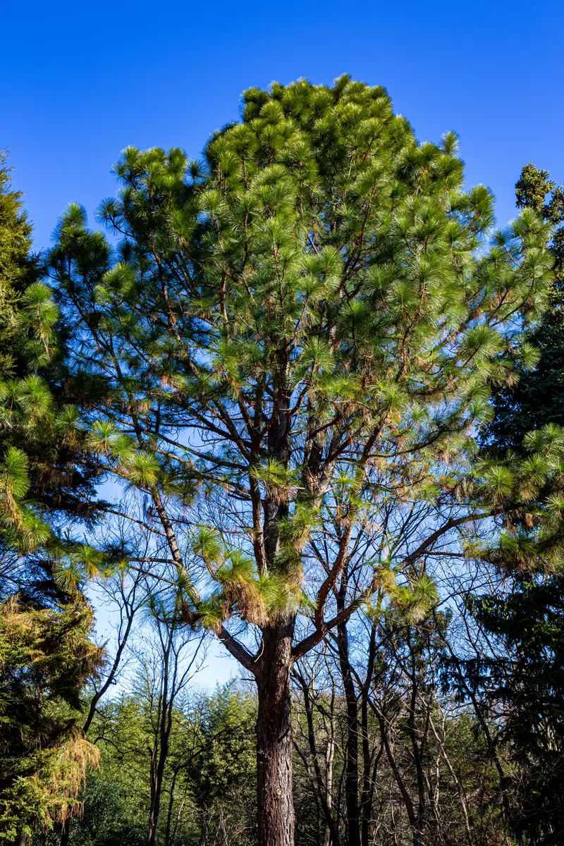 Monwane Tree Pinus palustris Montane - Conifer,Tree,Web page Navigation - Longleaf ...