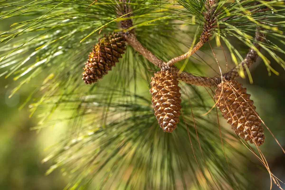 Monwane Tree Pinus palustris Montane - Conifer,Tree,Web page Navigation - Longleaf ...
