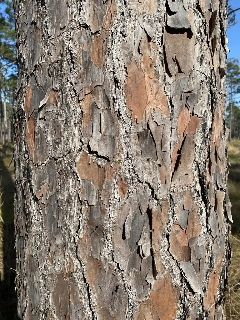 Monwane Tree Pinus palustris Montane - Conifer,Tree,Web page Navigation - Longleaf ...