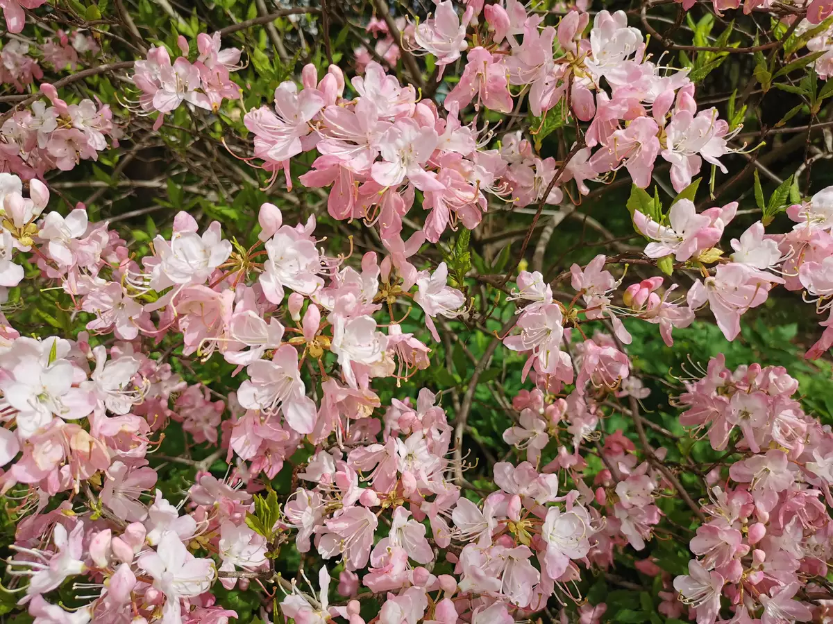 Pinkshell Azalea Rhododendron vaseyi - Common Bonsai,Shrub - Pinkshell Azalea, Pinkshell ...