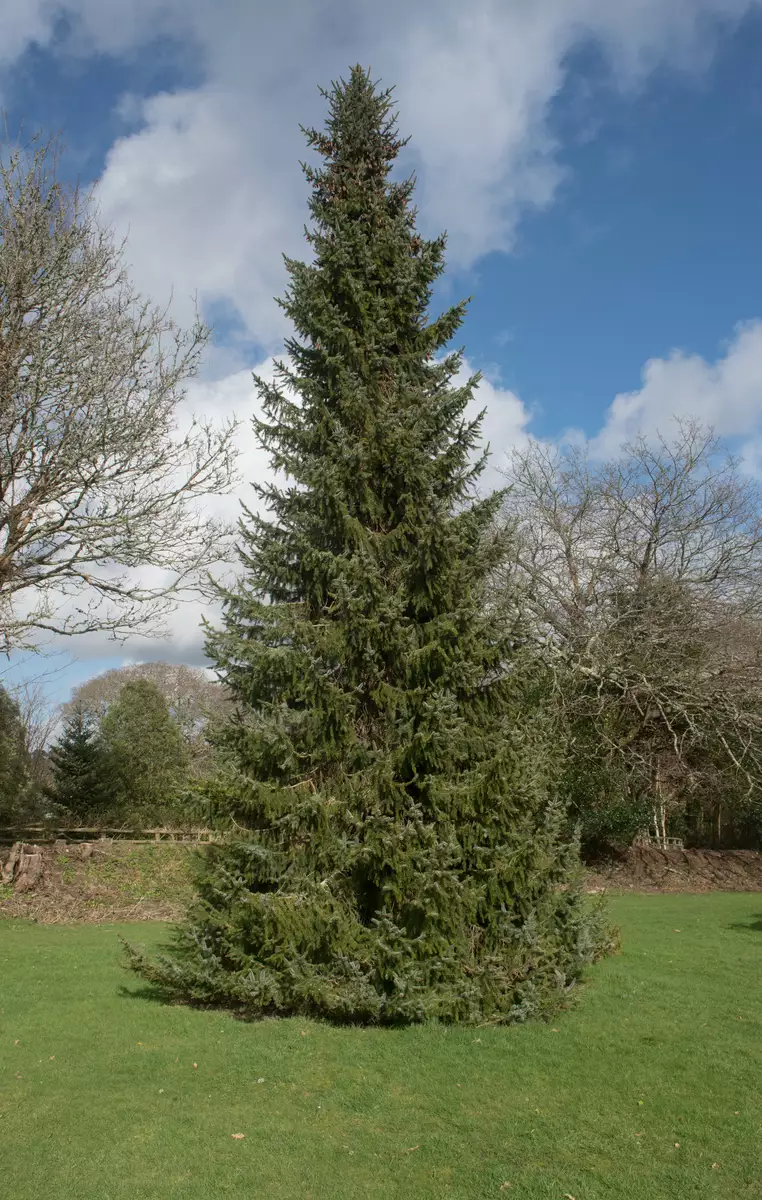 Picea Omorika Common Bonsai Conifer Serbian Spruce picea-omorika-common-bonsai-conifer-serbian-spruce