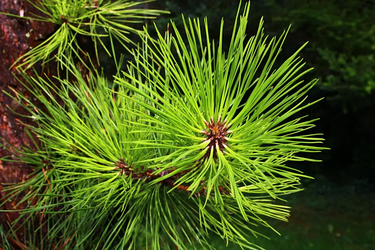 Pinus rigida - Common Bonsai,Conifer - Picky Pine, Pitch Pine