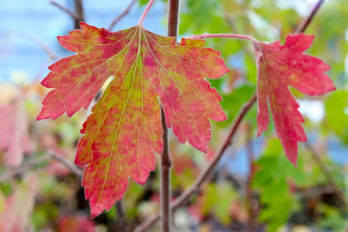 Ribes aureum - Shrub,Web page Navigation - Buffalo Currant, Clove ...