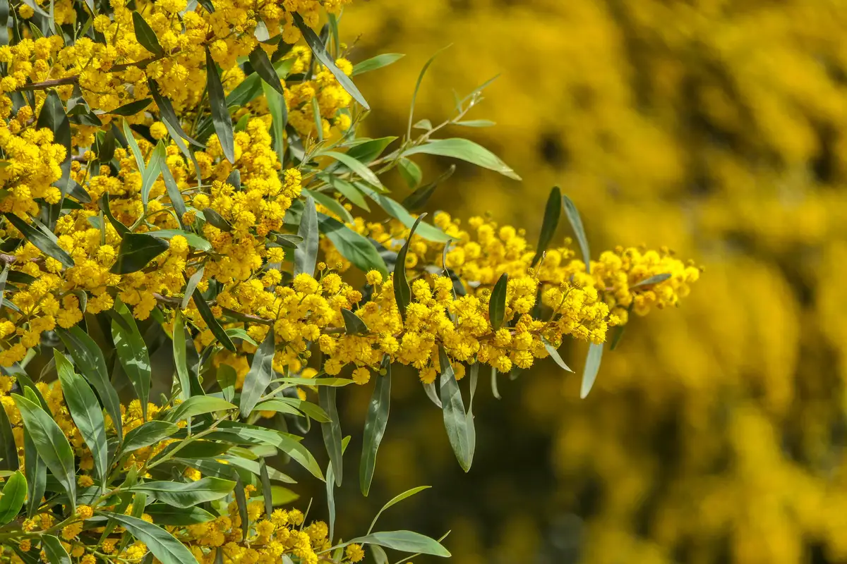 Acacia baileyana - Flowering Tree - Bailey Acacia, Cootamundra Wattle ...
