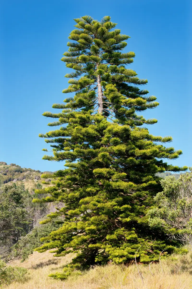 Cook Pine Araucaria columnaris - Conifer,Evergreen Leaves,Tree,Web page ...