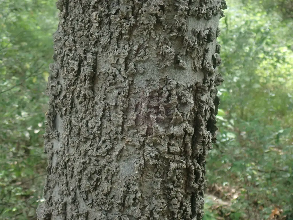 Hackberry Scale Celtis laevigata var. reticulata - Common Bonsai,Shade Tree - Netleaf ...