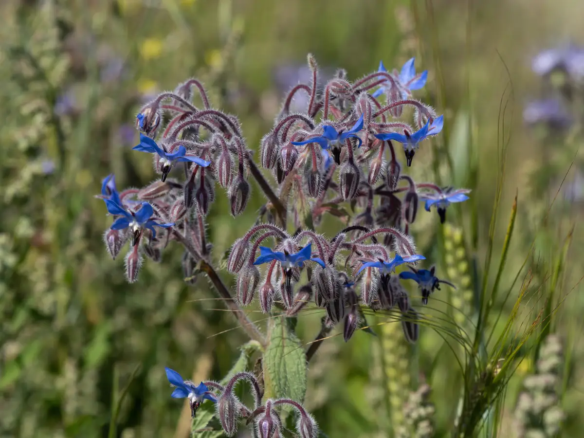 Borago officinalis - Herb,Herbaceous Plants,Web page Navigation ...