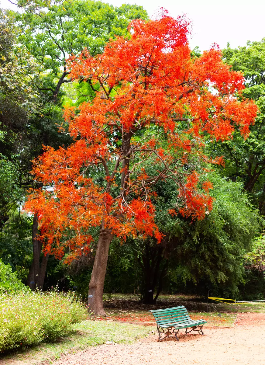 Brachychiton acerifolius - Flowering Tree - Flame Bottletree, Flame ...