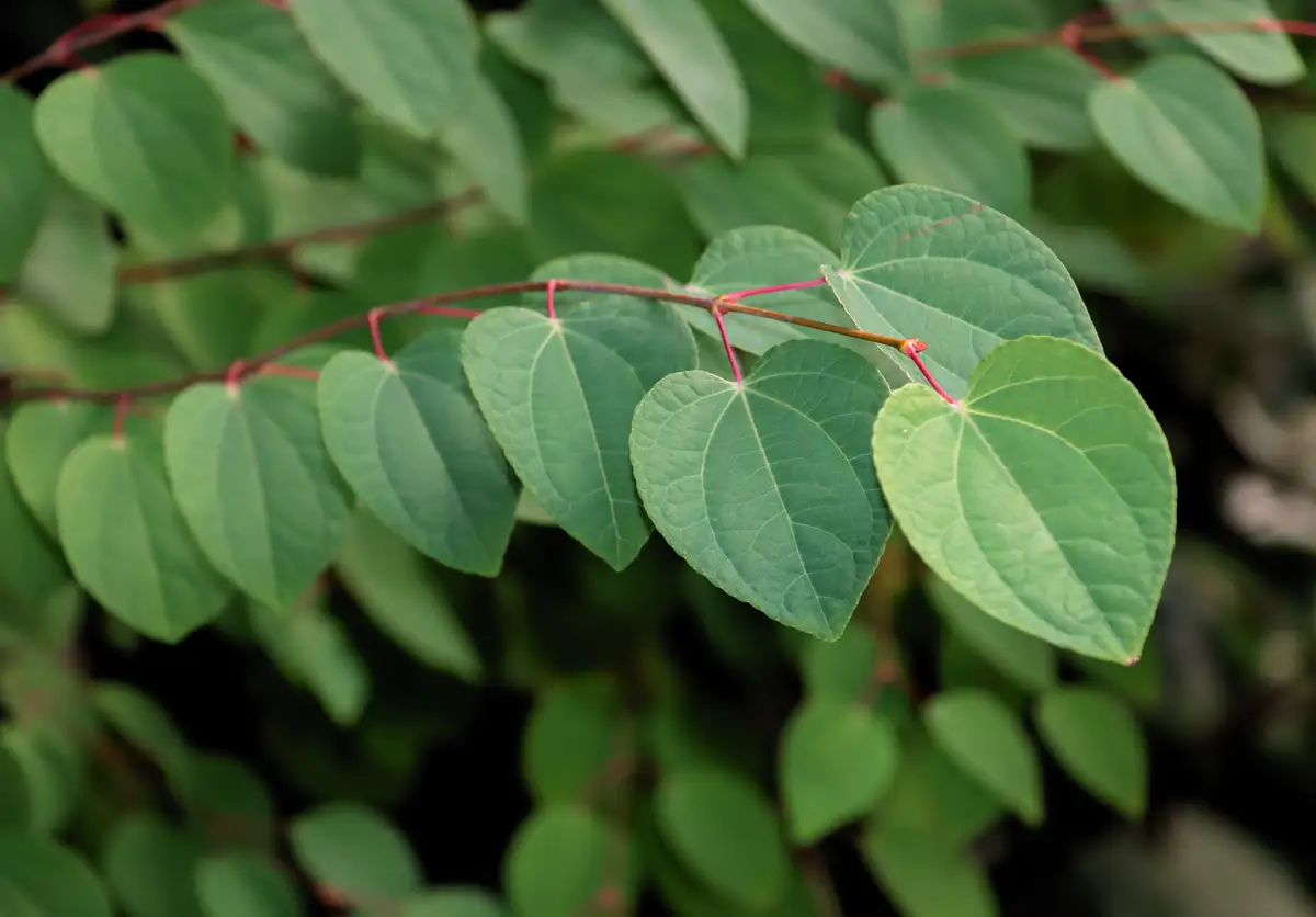 Yajasu Tree Cercidiphyllum japonicum - Deciduous - Japanese Judas Tree, Katsura Tree