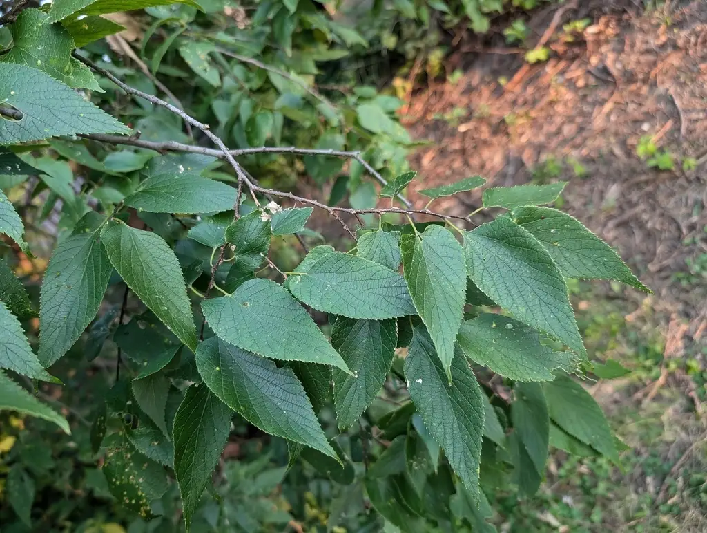 Hackberry Scale Celtis occidentalis Europe - Common Bonsai,Shade Tree - Common Hackberry