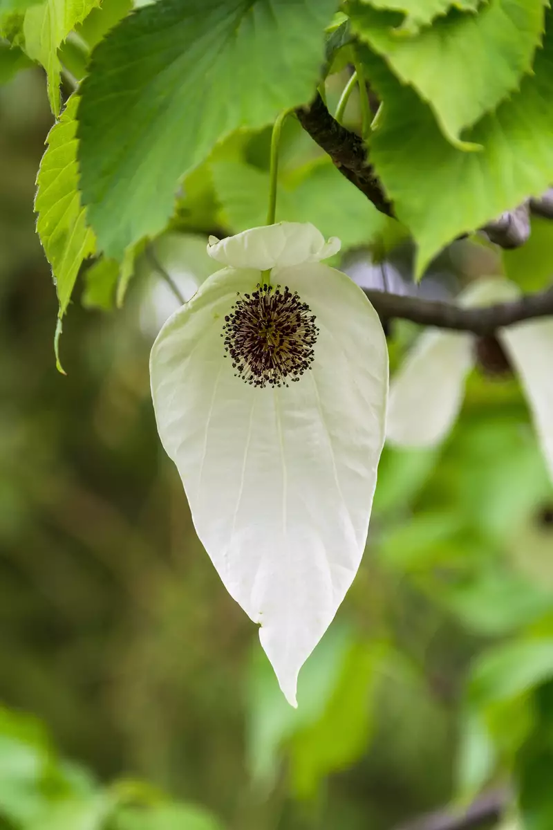Davidia involucrata - Flowering Tree - Dove Tree, Ghost Tree ...
