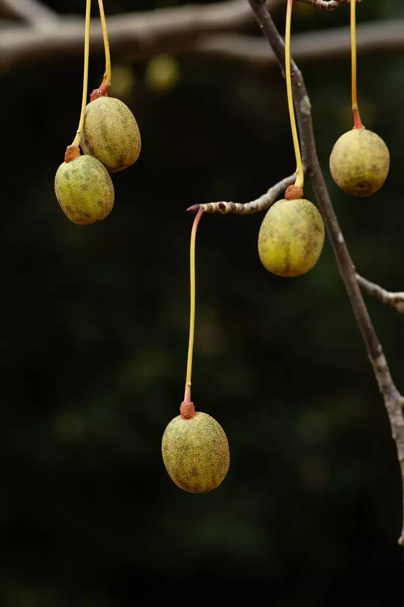 Davidia involucrata - Flowering Tree - Dove Tree, Ghost Tree ...