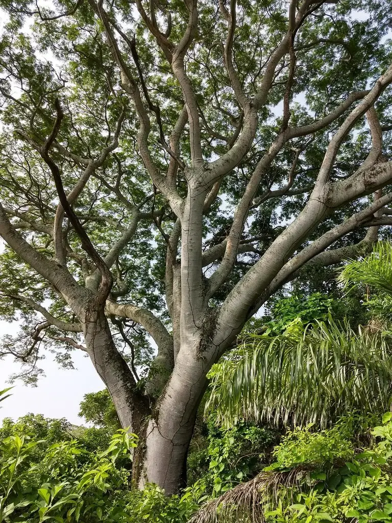 Enterolobium cyclocarpum - Shade Tree,Tree,Web page Navigation ...