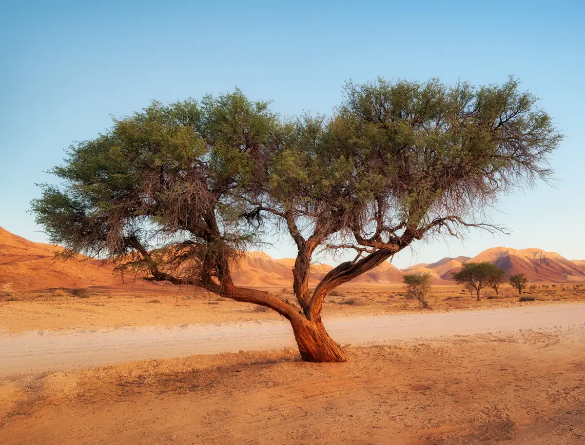 Senegal Tree Types Acacia senegal - Deciduous,Tree,Web page Navigation - Gum Acacia, Gum ...