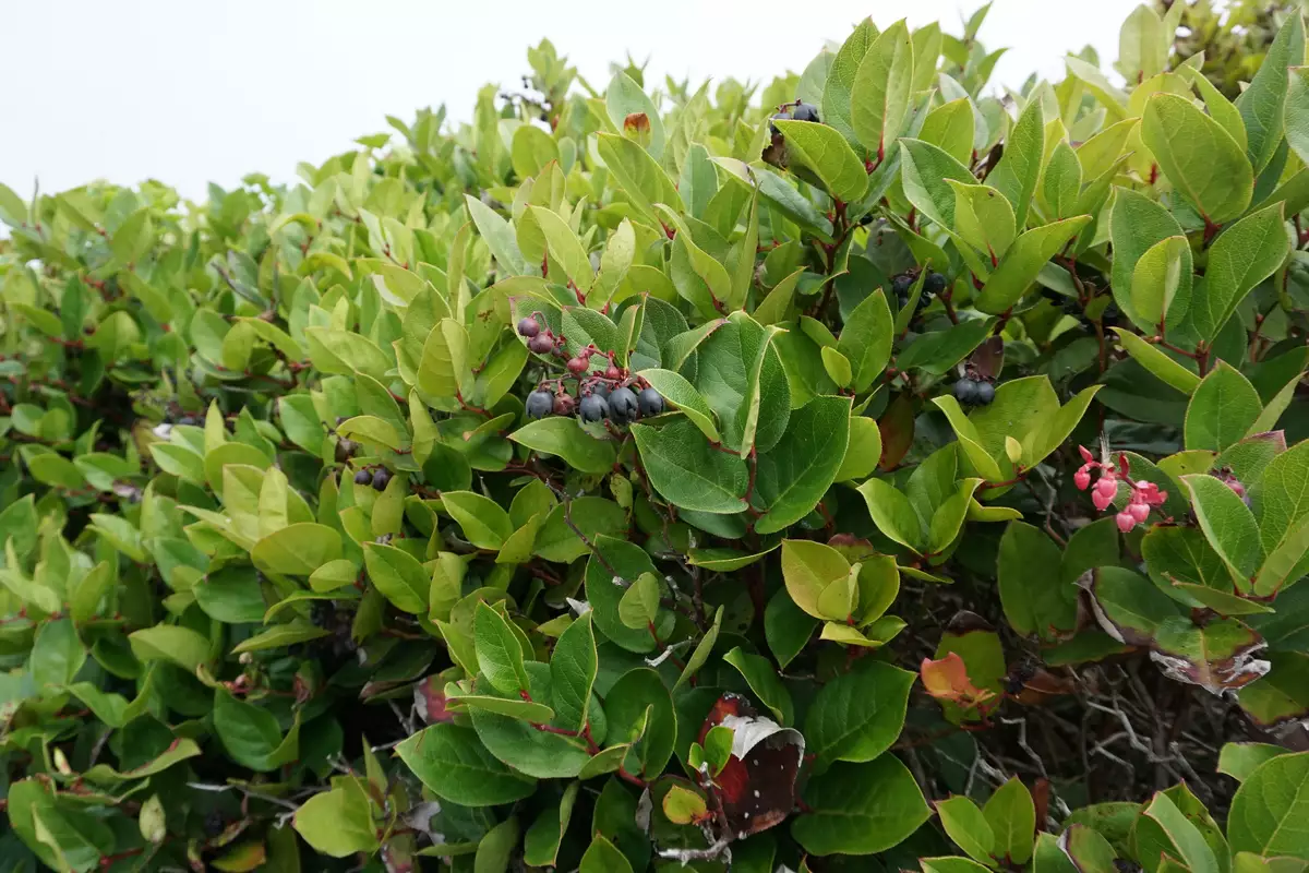 Gaultheria shallon - Medicinal Herbs,Shrub - Salal