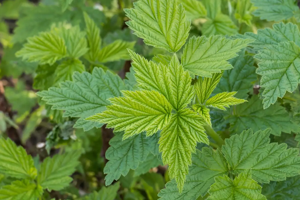 Rubus idaeus - Medicinal Herbs,Shrub - European Raspberry, Framboise ...