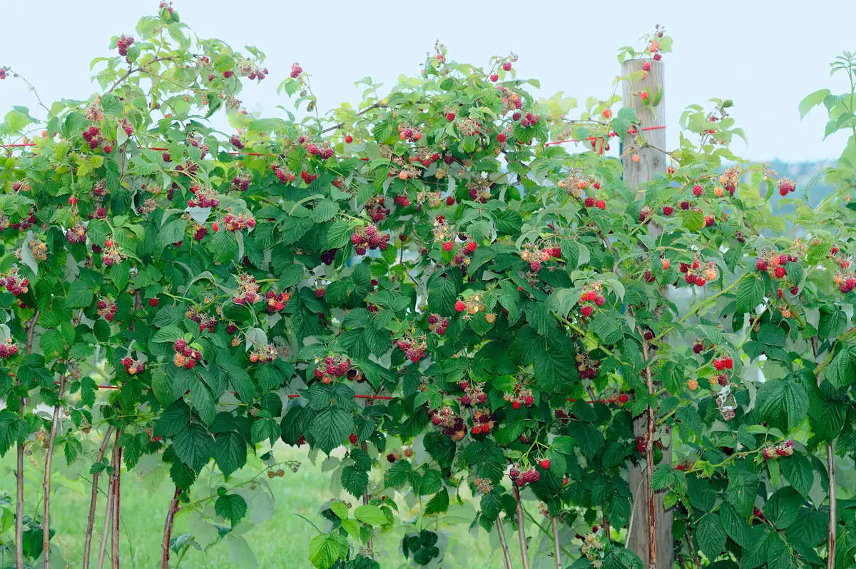 Rubus idaeus - Medicinal Herbs,Shrub - European Raspberry, Framboise ...