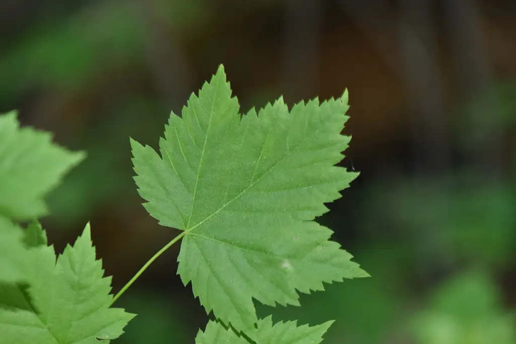 Acer glabrum - Hardwood - Rocky Mountain Maple
