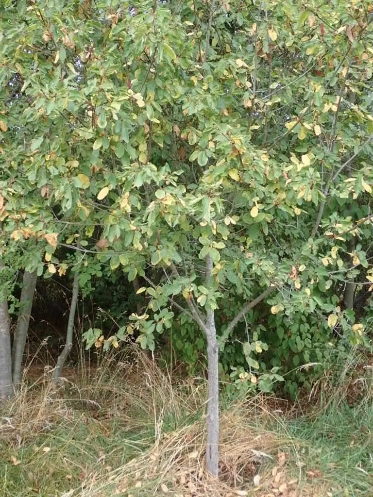 Frangula purshiana - Web page Navigation - Cascara, Cascara Buckthorn