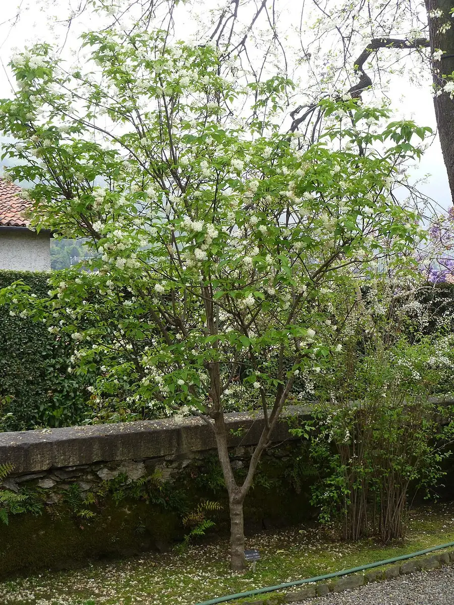 Staphylea colchica - Flowering Tree - Caucasian bladdernut, Colchis ...