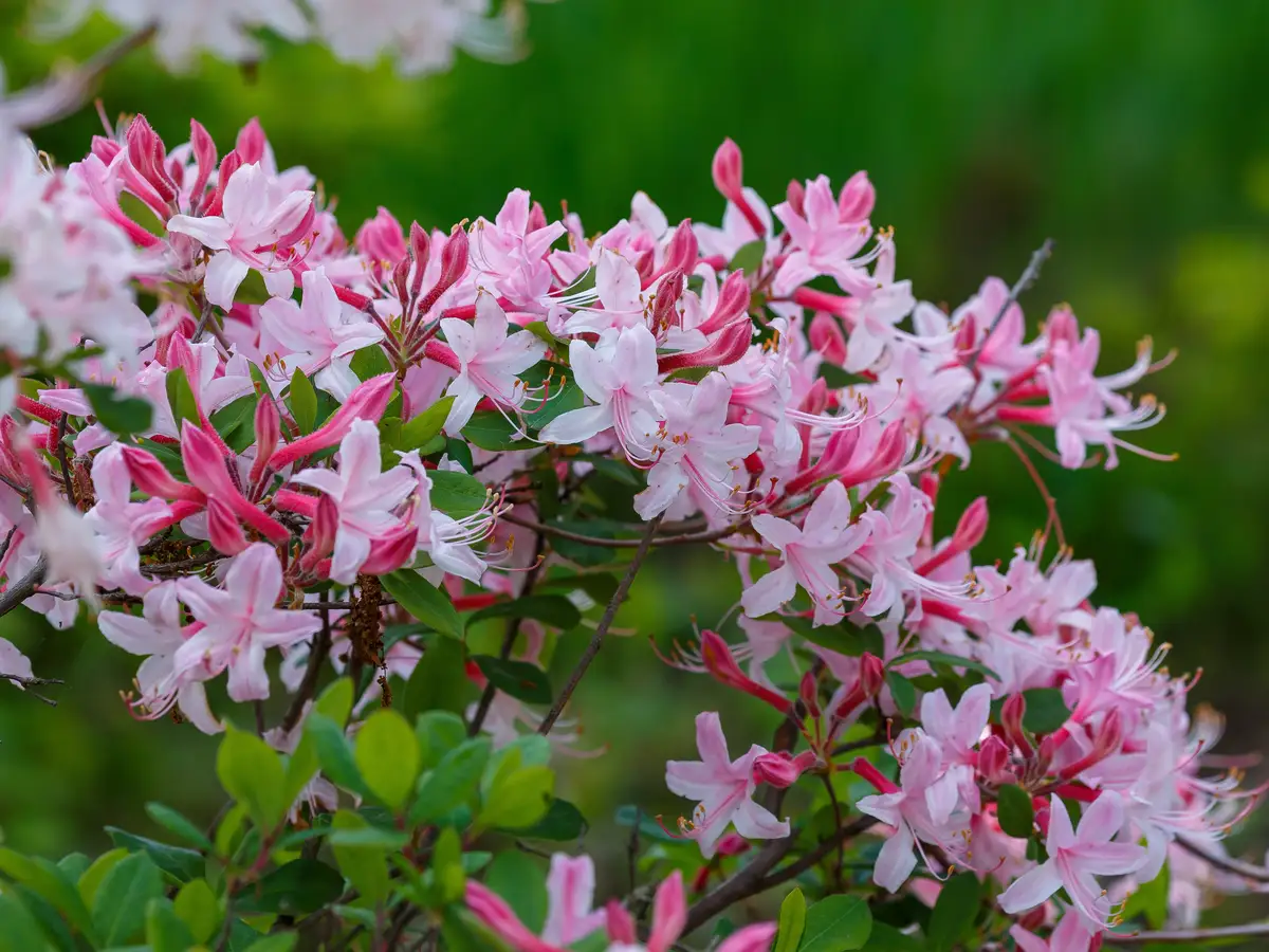 Rhododendron periclymenoides - Shrub - Pink Azalea, Pinxterbloom ...