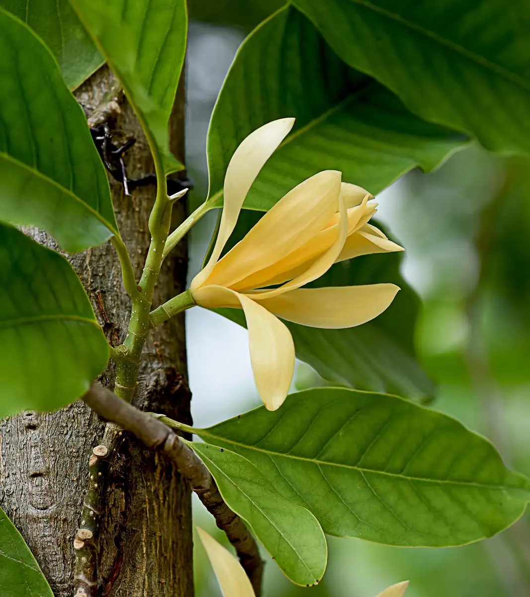 Magnolia champaca - Web page Navigation - Champak, Fragrant Himalayan ...