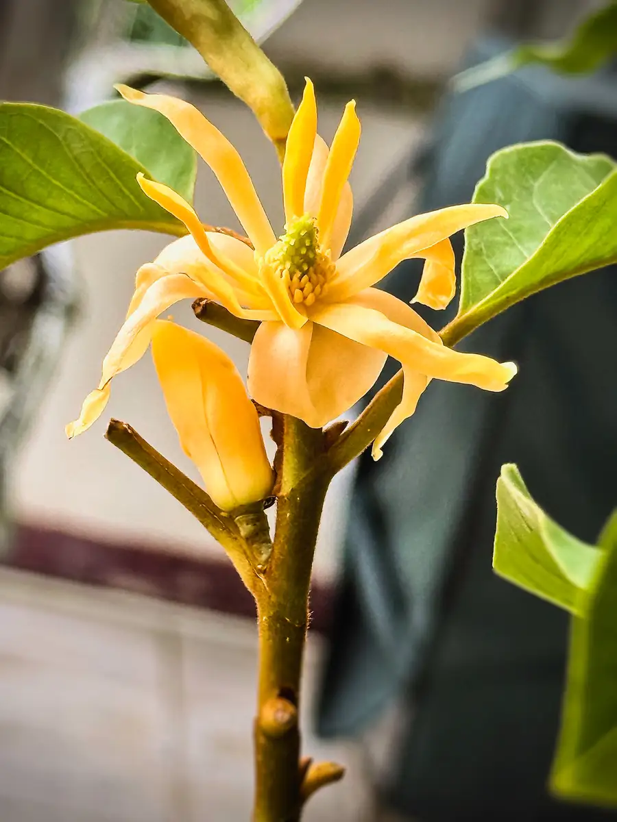 Magnolia champaca - Web page Navigation - Champak, Fragrant Himalayan ...