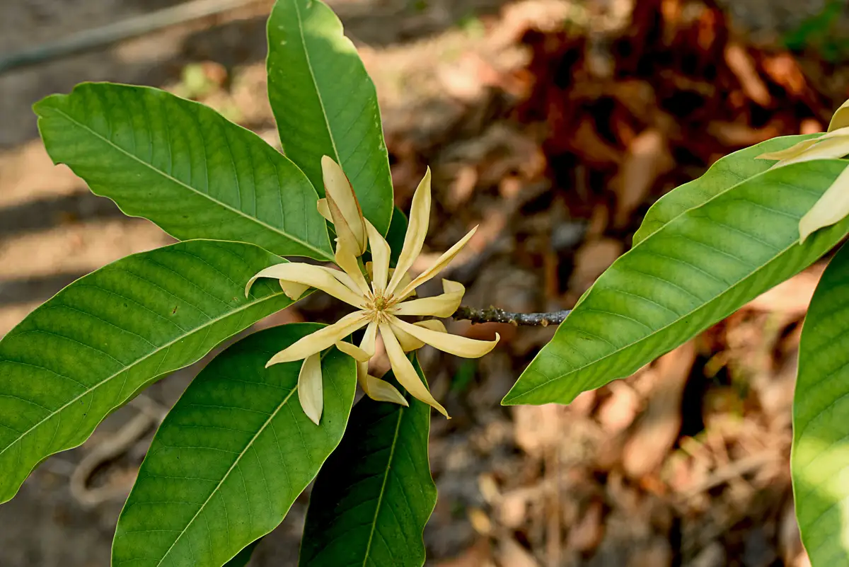 Magnolia champaca - Web page Navigation - Champak, Fragrant Himalayan ...