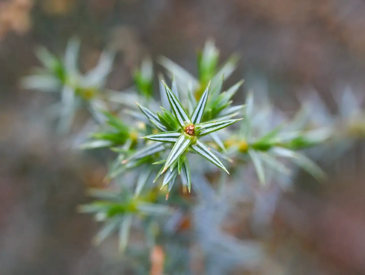 Juniperus oxycedrus - Web page Navigation - Cade Juniper, Western ...